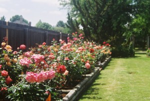 The East Rose Garden