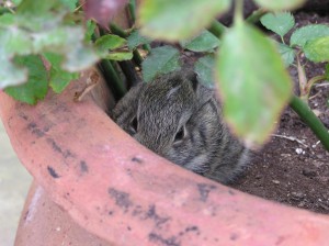 Whose Peeking Out of The Rose Pot?