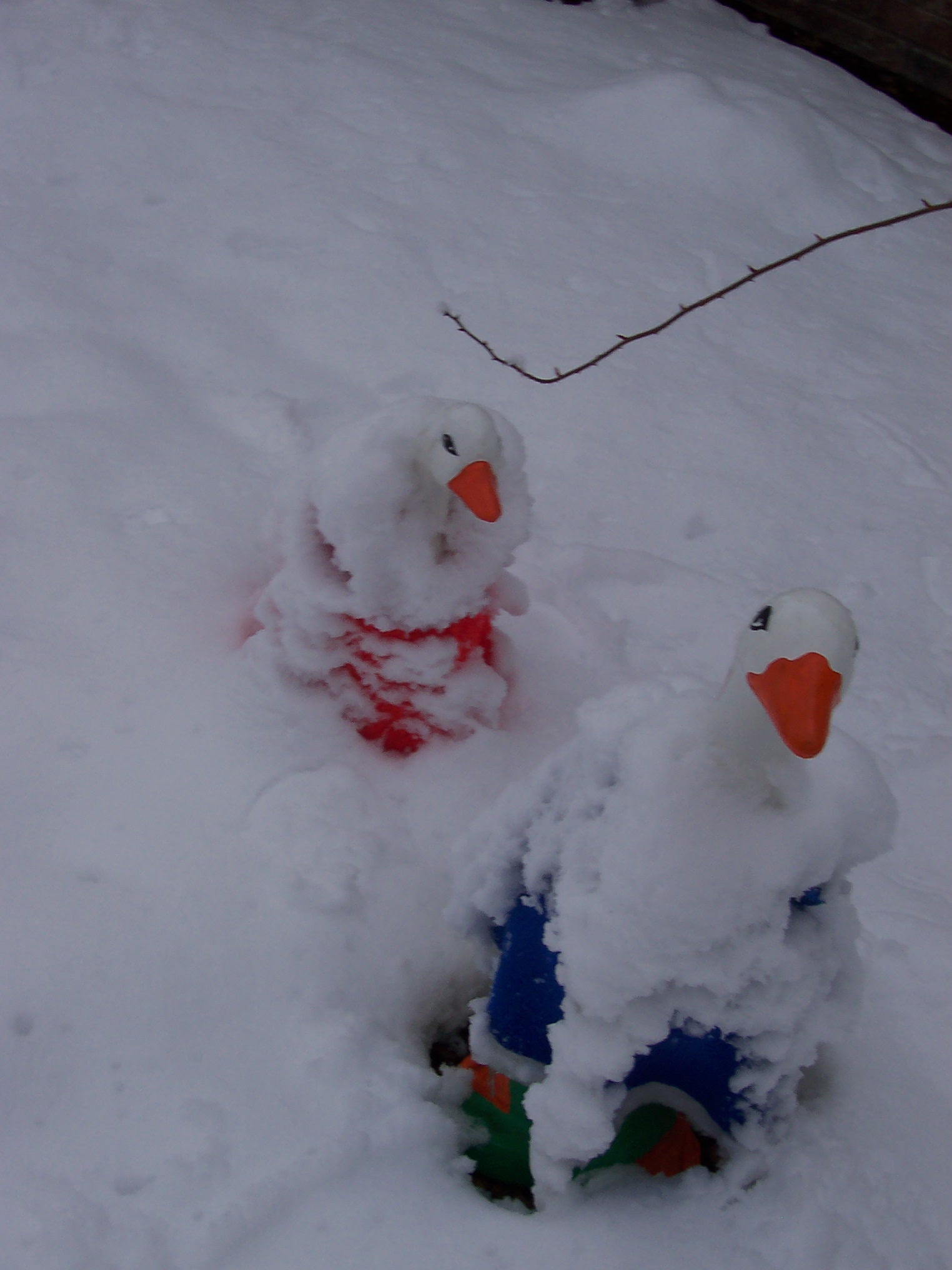 Garden Geese