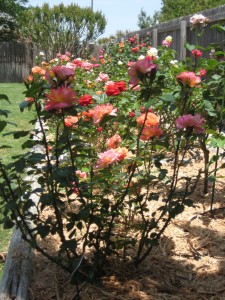 Anticipation of Spring Rose Garden Bloom