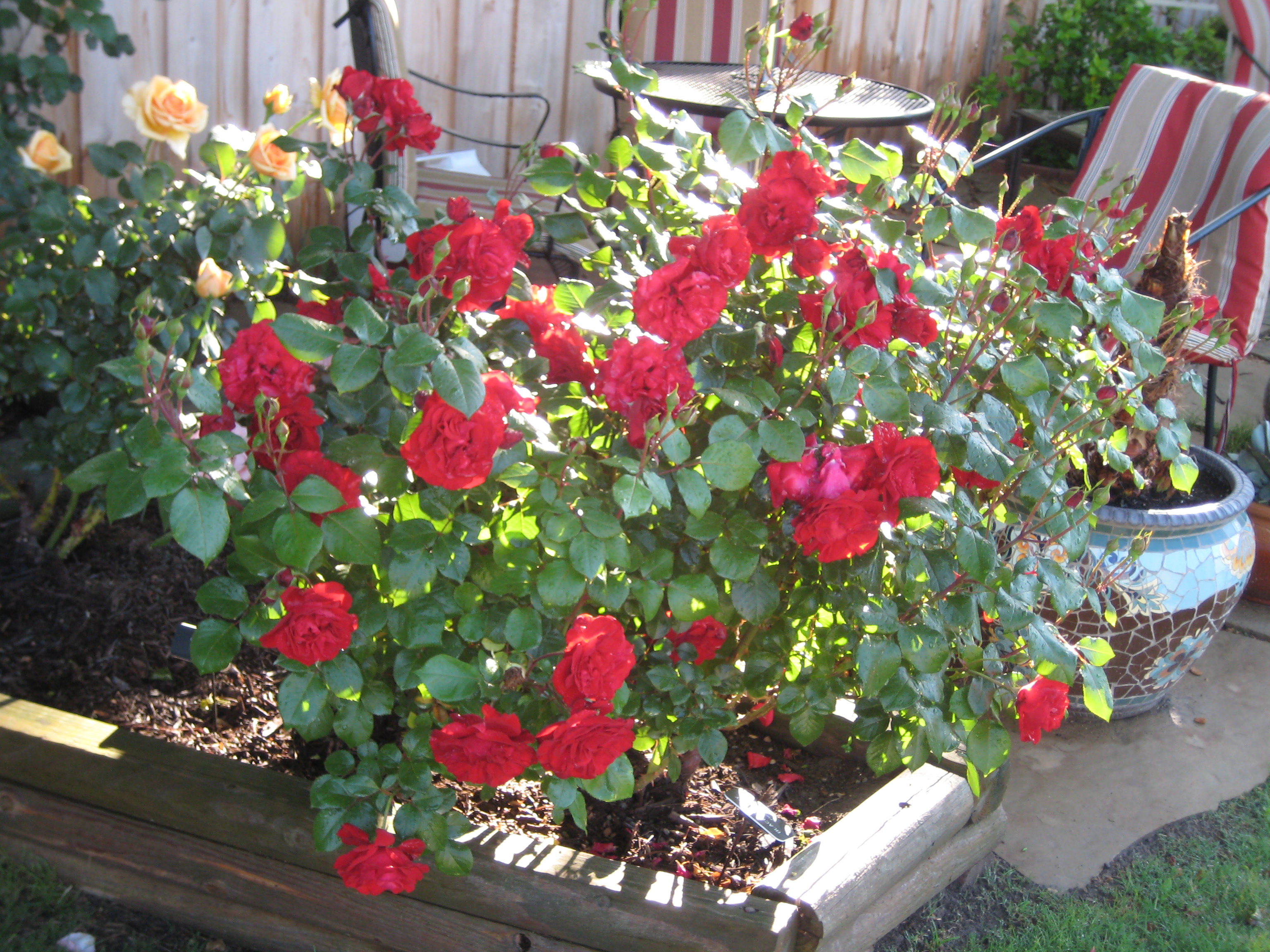 Black Cherry, Floribunda Rose Gagasgarden