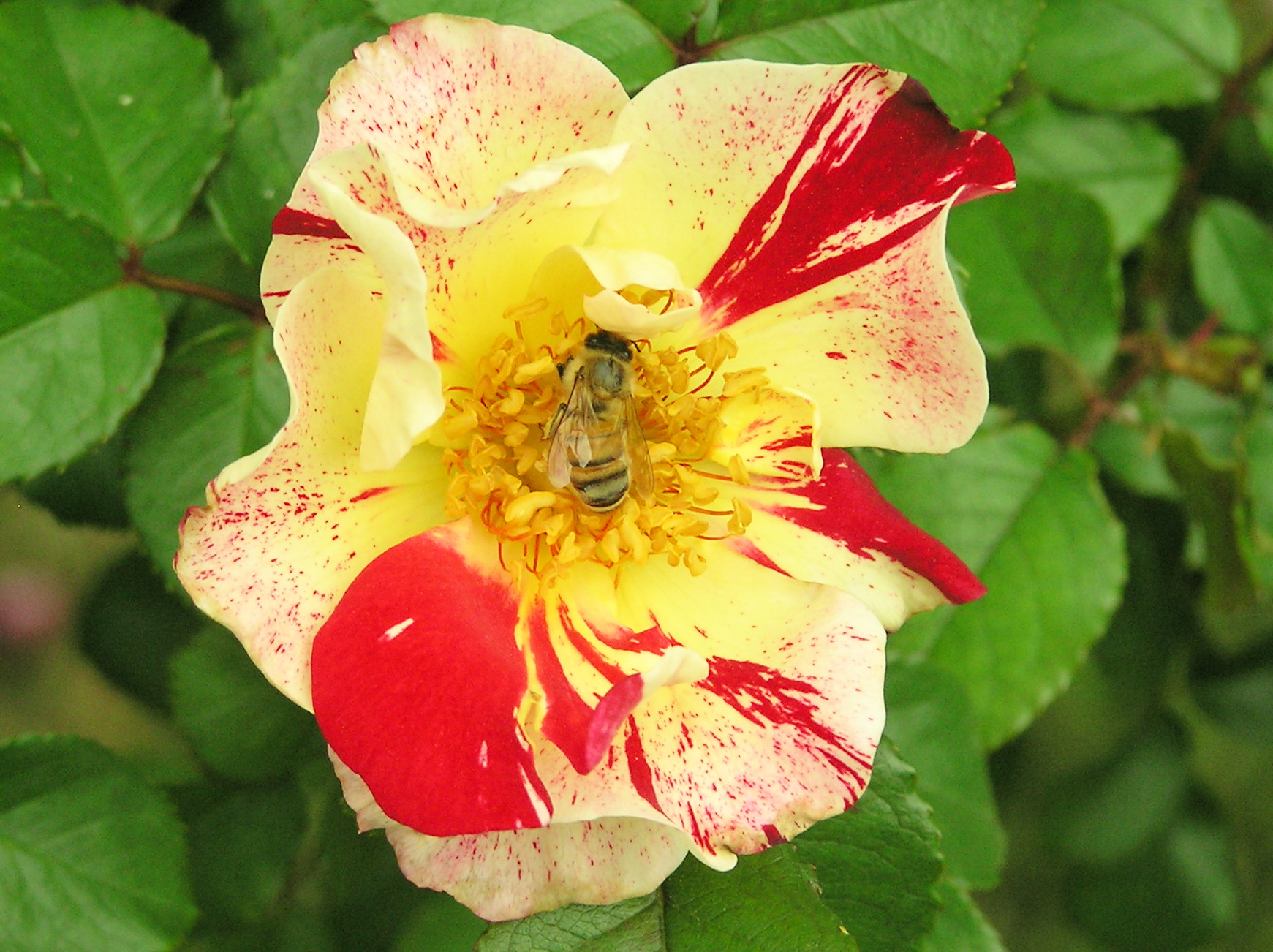 Bee on 4th of July Climbing Rose Bush