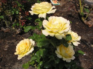 Honey Bouquet Rose Bush