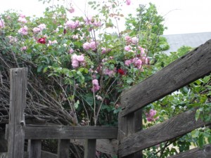 Bean Roses Fertilized with Alfalfa Tea for Roses