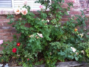Fall Rose Garden with Rose Hips