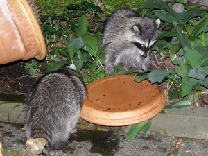 Raccoon family visit at bird bath