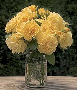 Julia Child Floribunda Rose Bouquet in Vase