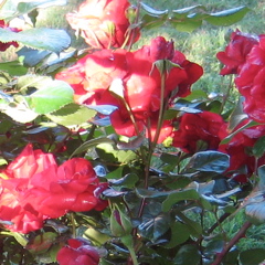 Cherry Parfait Grandiflora Rose, Gagasgarden