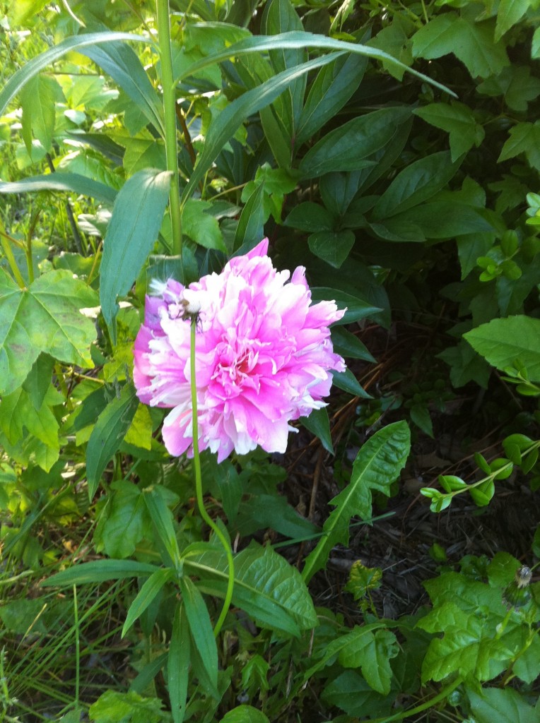 Hidden Peony Bush