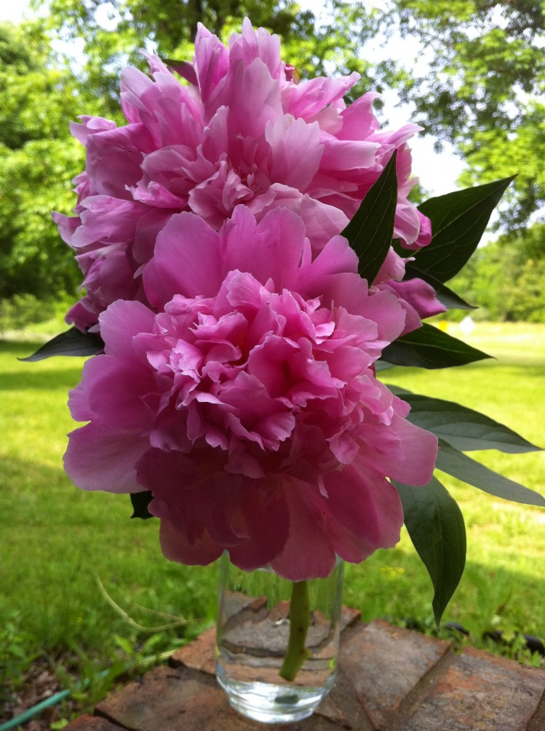 Pink Peony