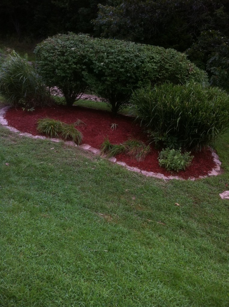 Landscaped garden buried under years of overgrowth after shot