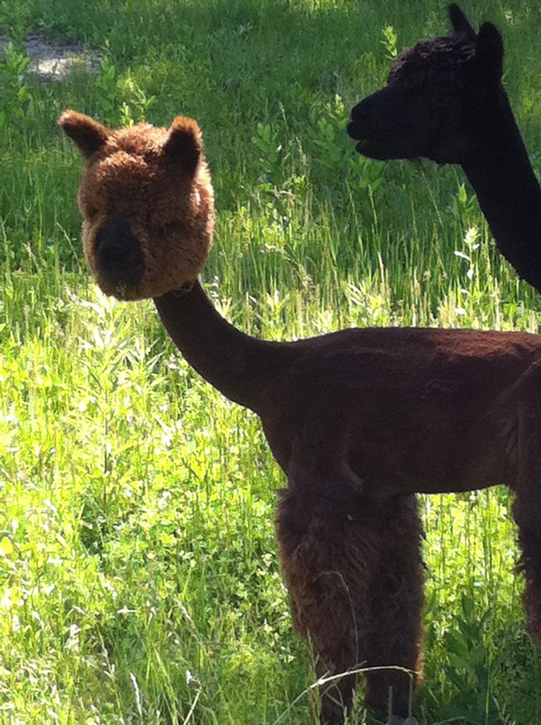 New Neighbor Baby Alpaca