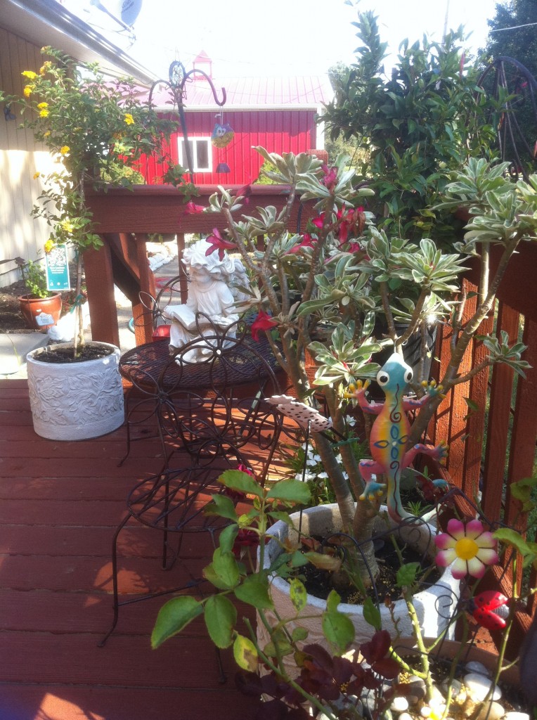 Patio Plants Ready for Winter Protection