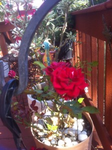 Valeria, Miniature Potted Rose