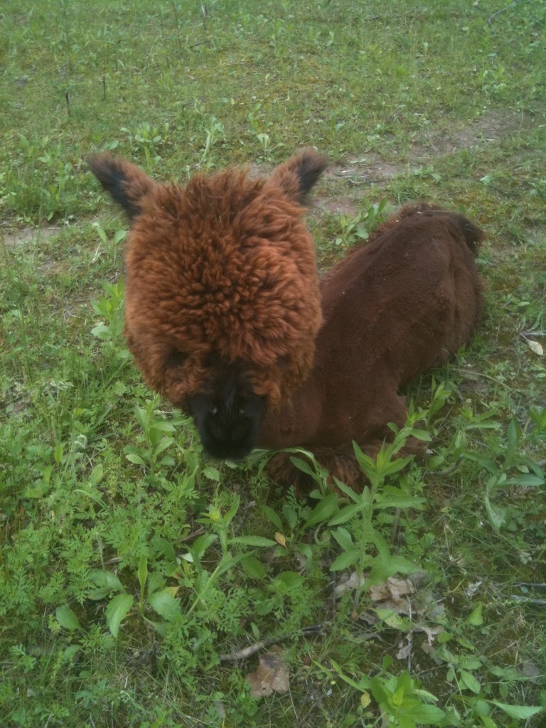 Gaga's Garden neighbor baby alpaca