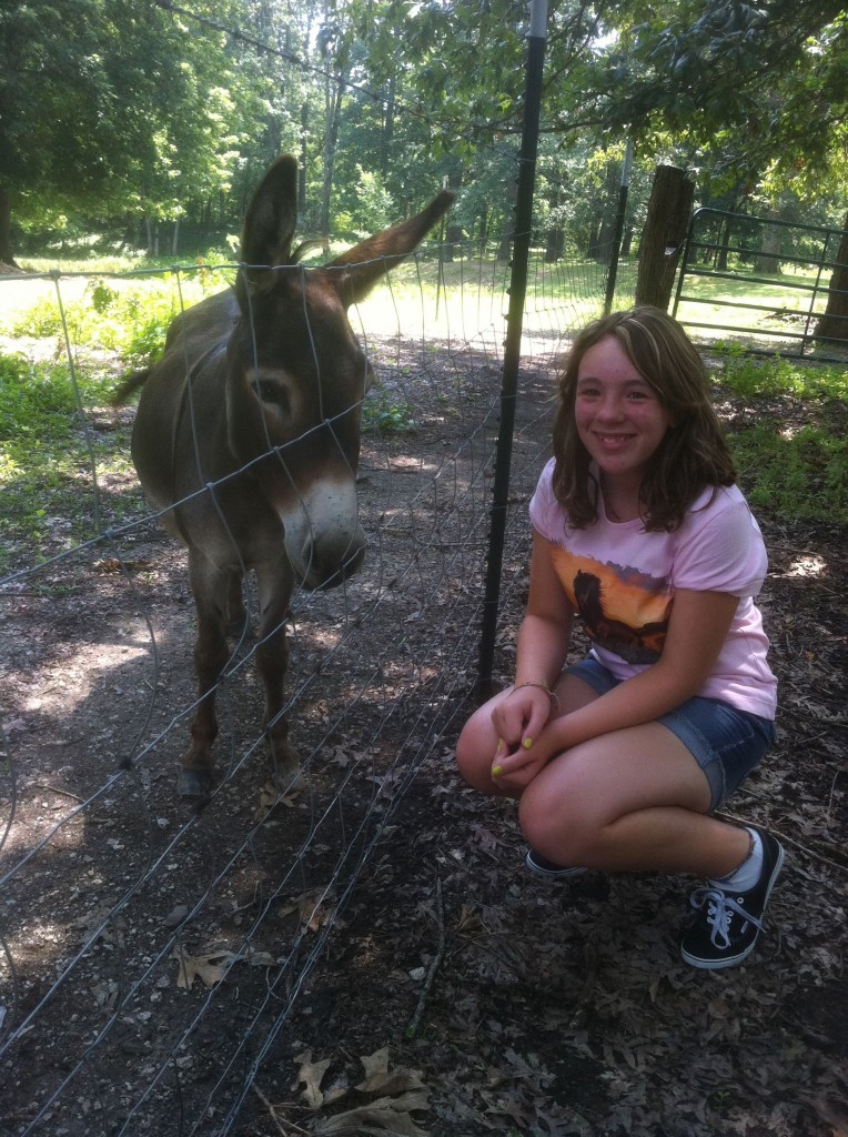 Little donkey that brayed