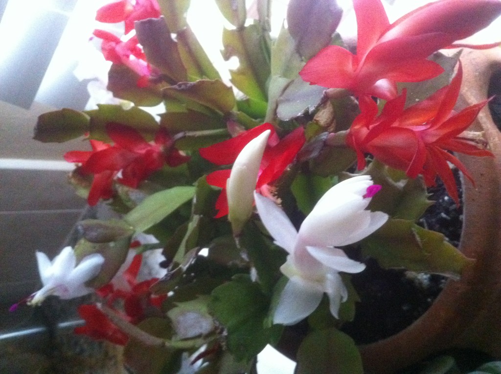 Christmas Cactus, Gaga's Garden Indoors