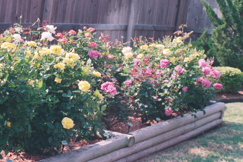 Gaga's Rose Garden in Bloom