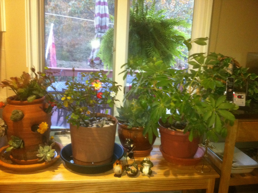 Plant Table Constructed by Big Daddy, Gaga's Garden