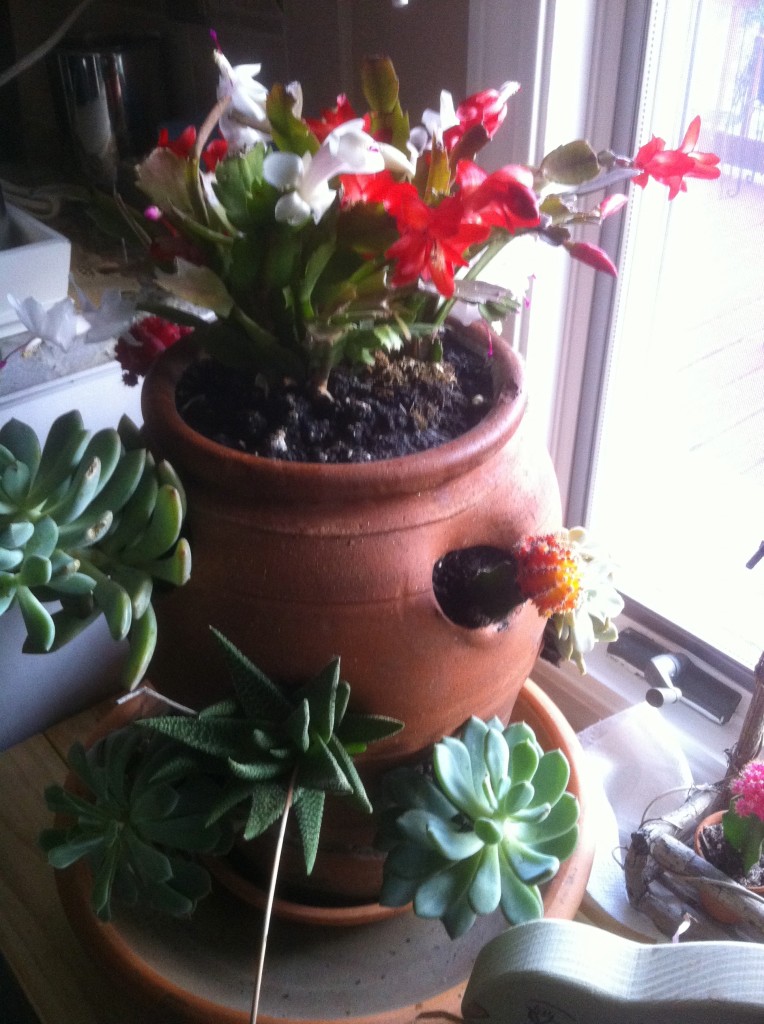 Succulent Pot, Gaga's Garden Indoors