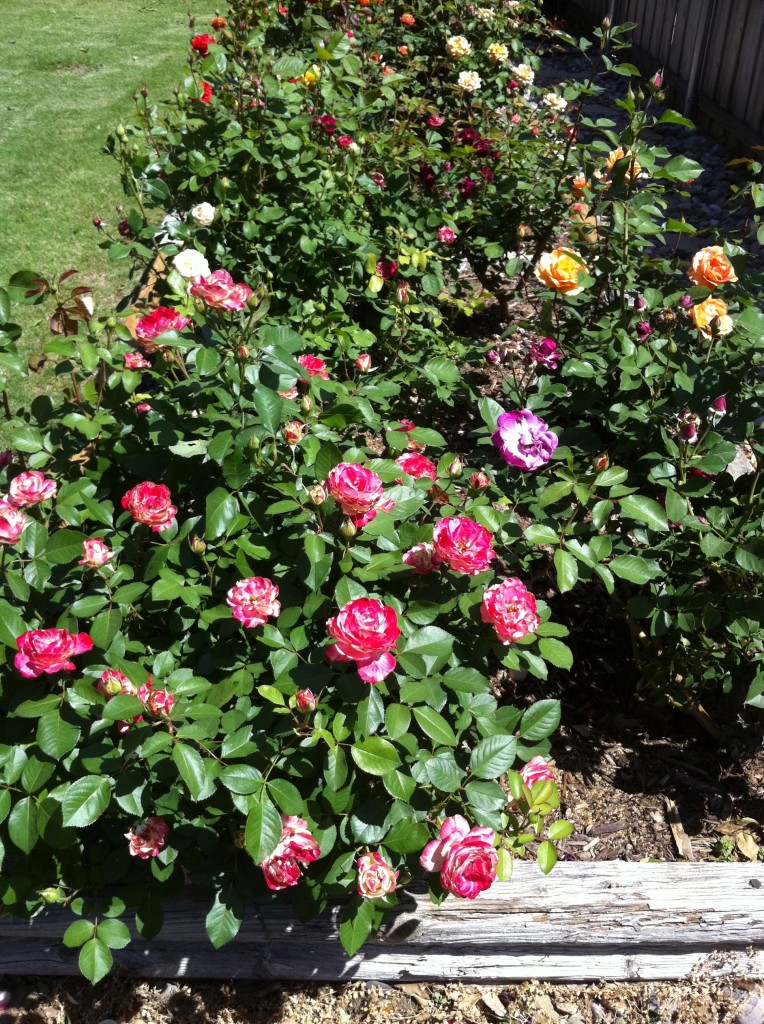 Rose Garden in Bloom
