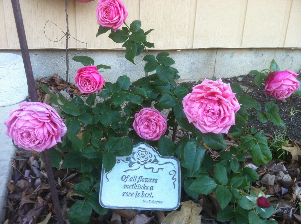 First rose planted in new floribunda bed