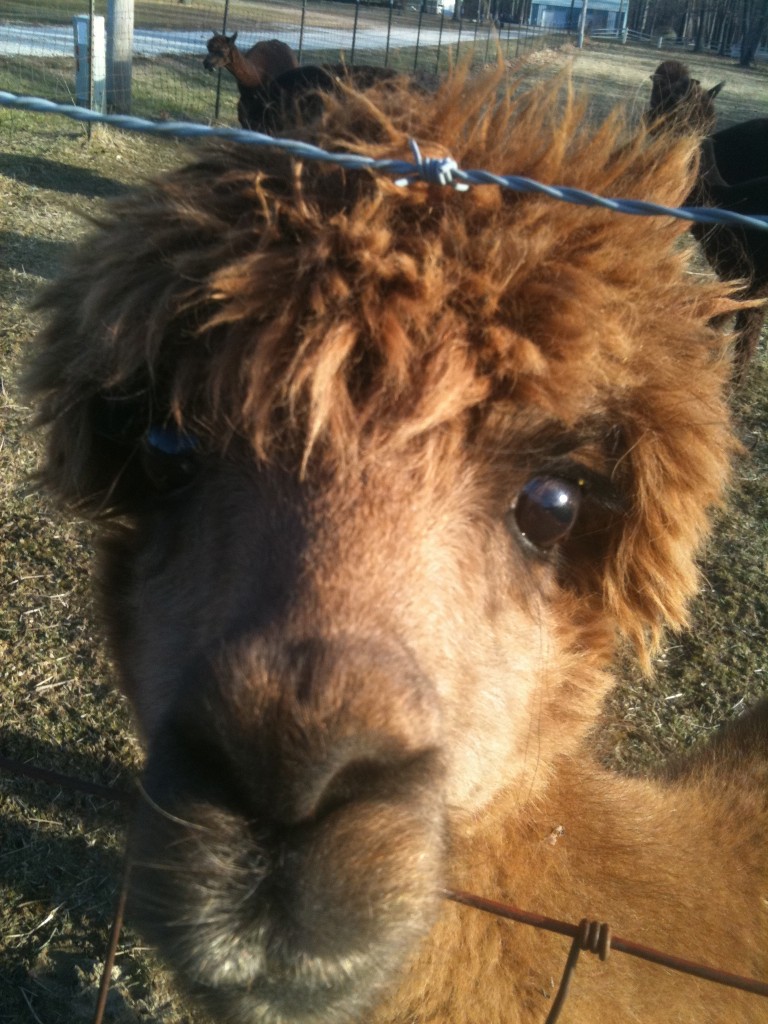 This is my neighbor, he get's 'cause he pays attention! OUI call him Lyle Lovett Llama