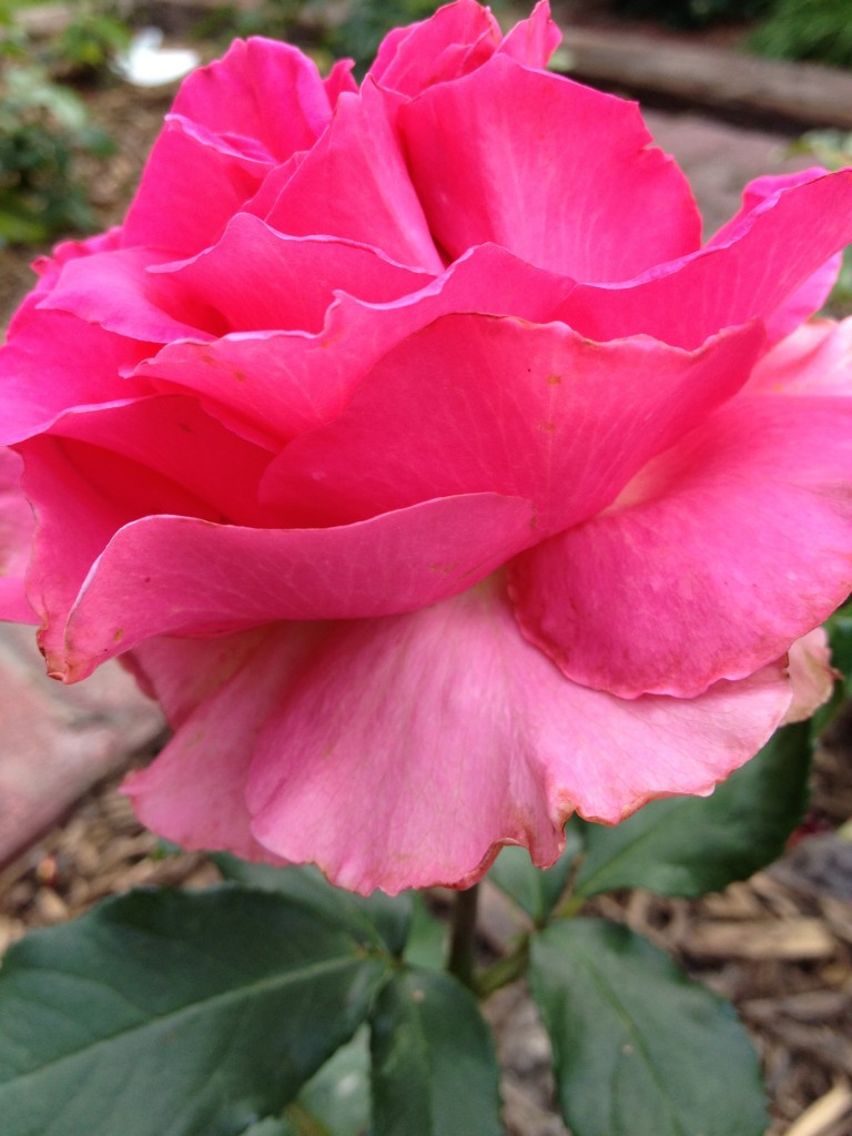 Heaven, Hybrid Tea