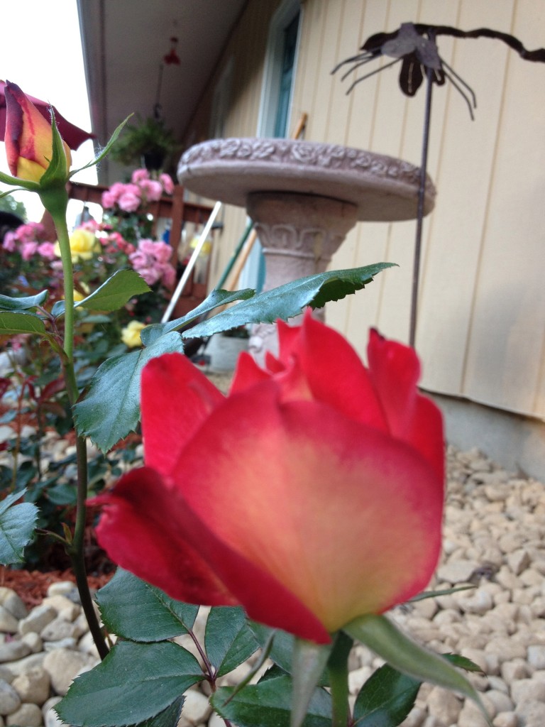 Rainbow Sorbet Rose Bud, Gagas Garden