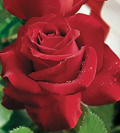 Veterans Honor, Hybrid Tea