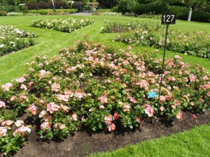 Hague Test Rose Gardens