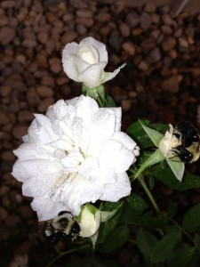 Iceberg after the Rain with Bees Visiting