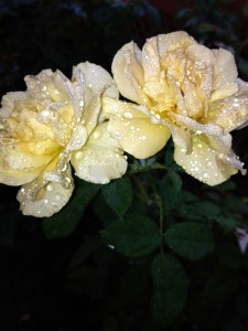 Julia Child With Rain Drops