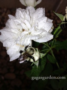 Iceberg With a Bee After the Rain