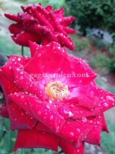 Ingrid Bergman Graced with Rain Drops