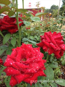 Rose Garden Dazzling After The Rain