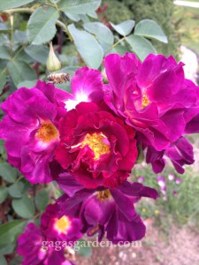 Night Owl Spray in the fall rose garden