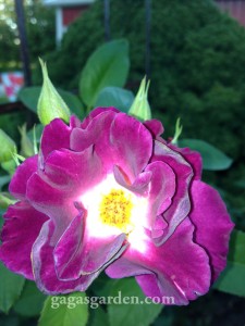 Night Owl, Large Flowered Climber in the Fall Garden