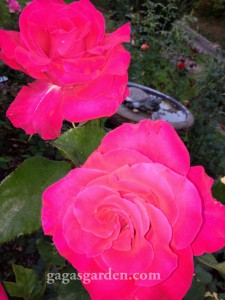 Redemption, hybrid tea in the fall Rose Garden