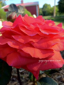 Fragrant Cloud, Gaga's Garden