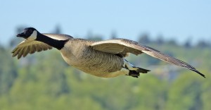 Canadian Honker in Flight