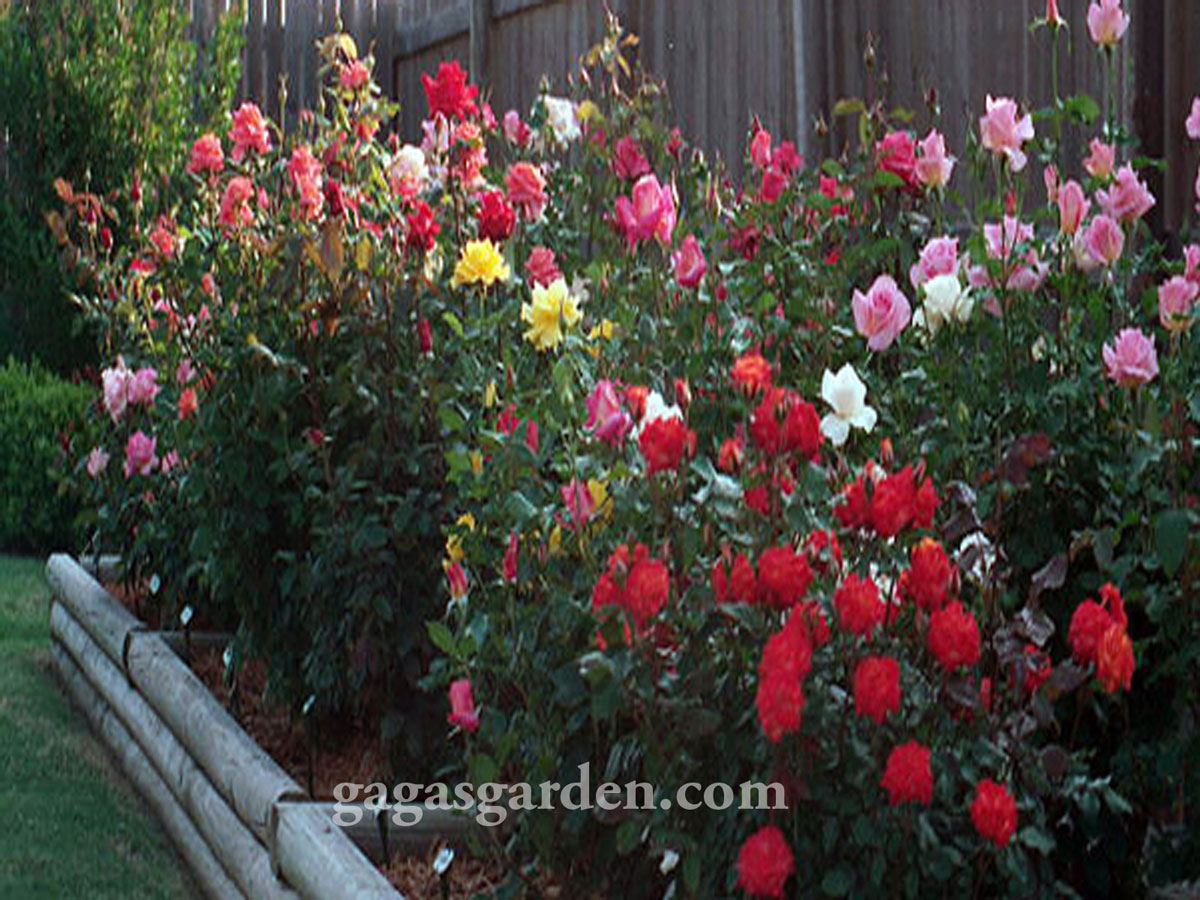 the sensual rose garden experience – gaga's garden