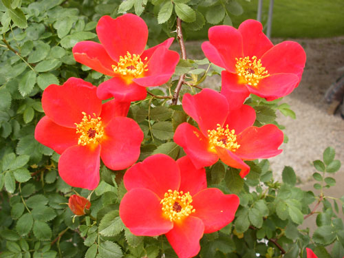 Rosa foetida bicolor, OGR photo Dr. Tony Liberta