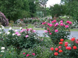 Thoroughbred Roses | David Clemons Rose Gardens