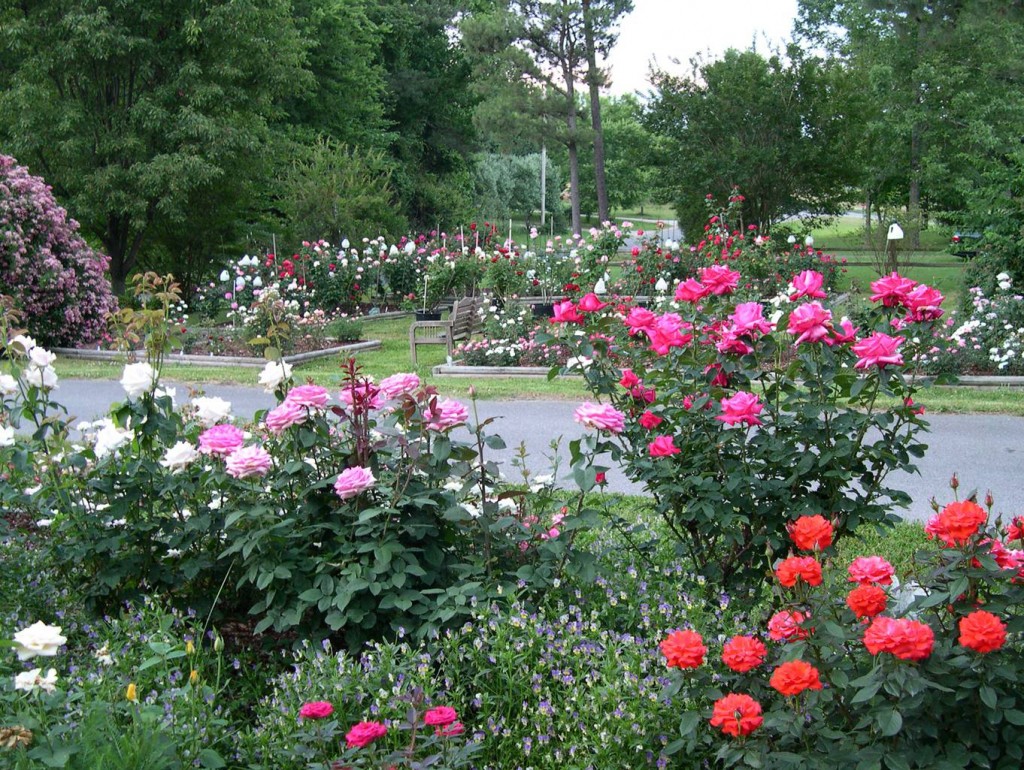 Clemons Rose Garden
