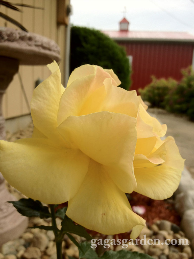 Sunsprite in the Floribunda Garden Phase One