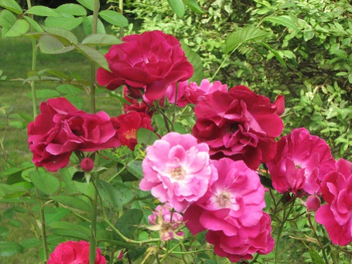 Old Garden Rose Seven Sisters