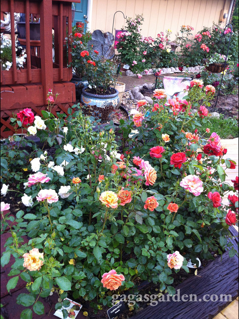N. Elevated Rose Garden 2013