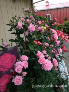 Gene Boerner Magnificent Floribunda, 2013 spring bloom