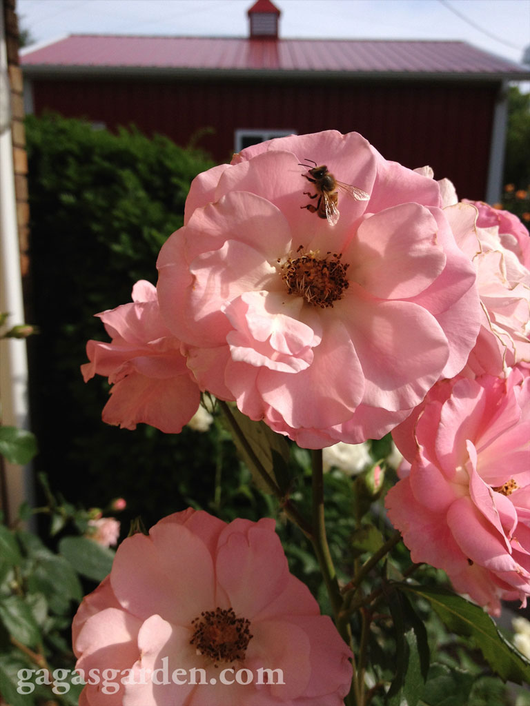 Kimberlina with a Bee 2013